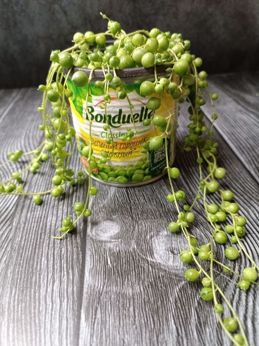 Крестовник Роули