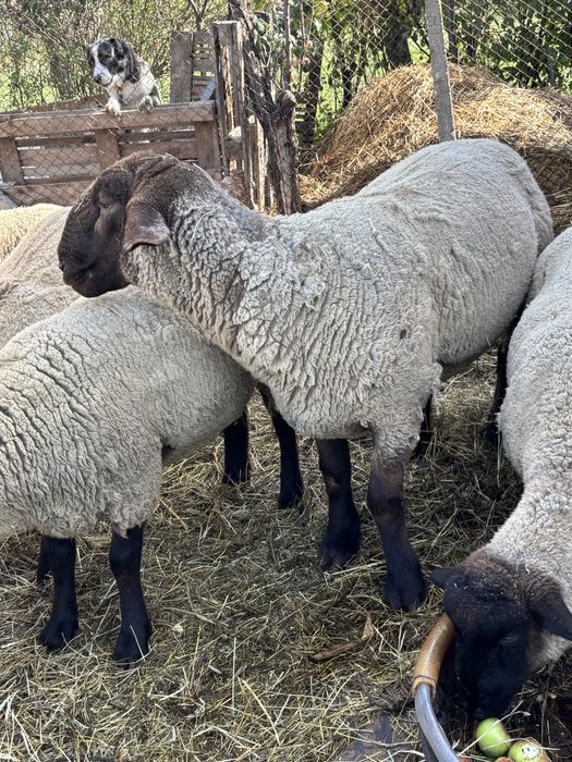 Berbec Suffolk tanar!!