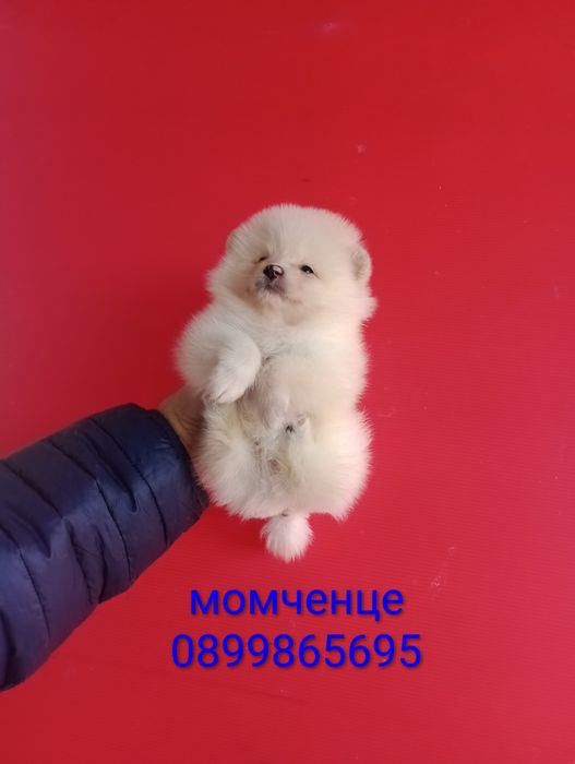 Померани. Момченца и момиченца. Померан. Реални снимки!