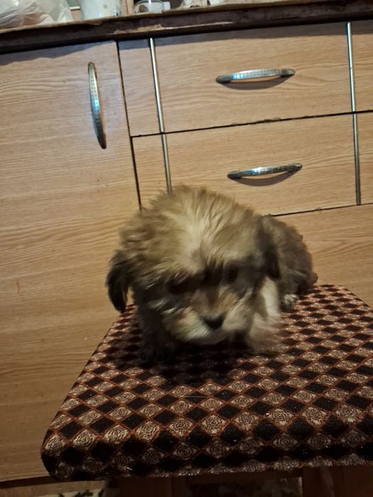 Donez căței talie mică