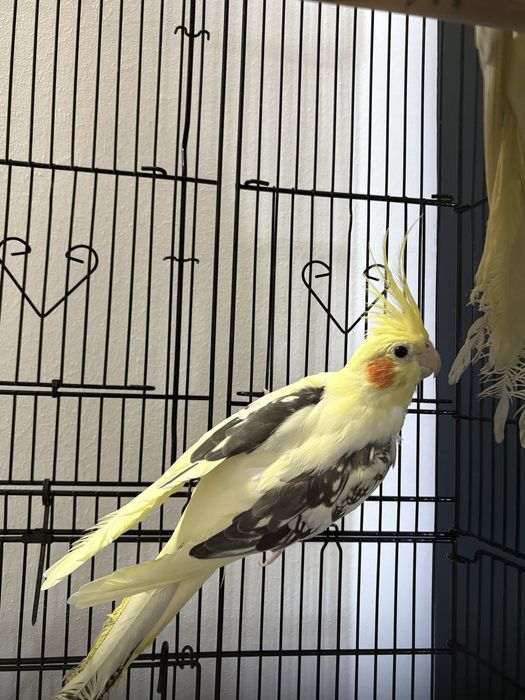 Vand nimfe pereche, cumparate de la animax