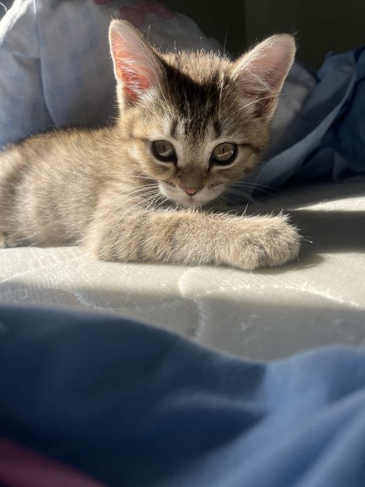 Продам котенка (скоттиш-страйт)
