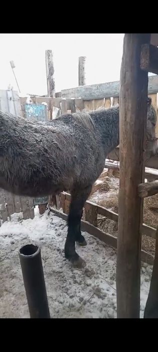 Продам кабылу и мерена