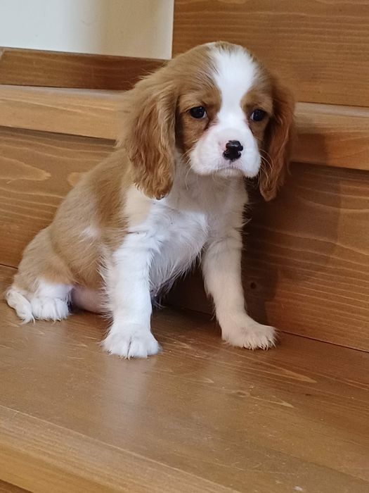 Cățel Cavalier King Charles