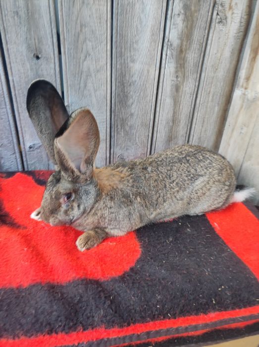 Uriaș german tineret și adulți