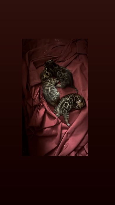 Бенгальские котята