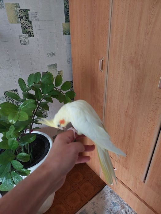 Корелла мальчик ручной