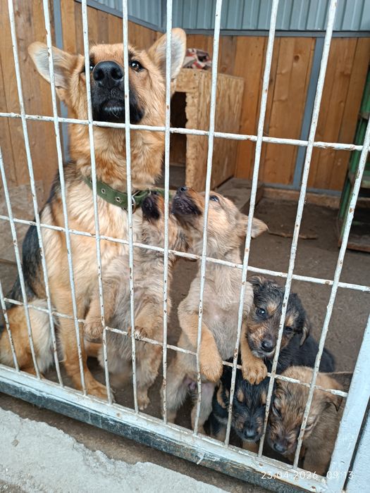 Отдам щенят в добрые руки