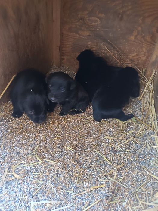 Продам щенков Дратхара