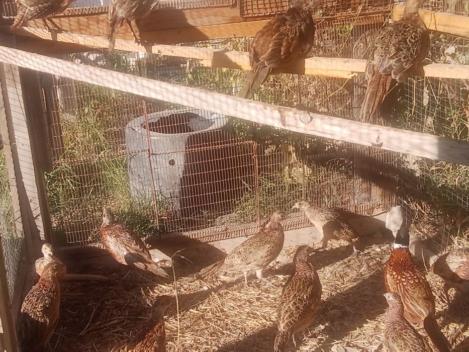 Фазаны қырғауыл сатылады