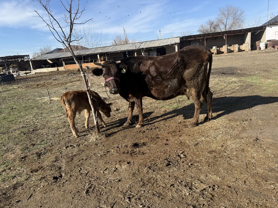 Бұзаулы сиыр корова с теленком