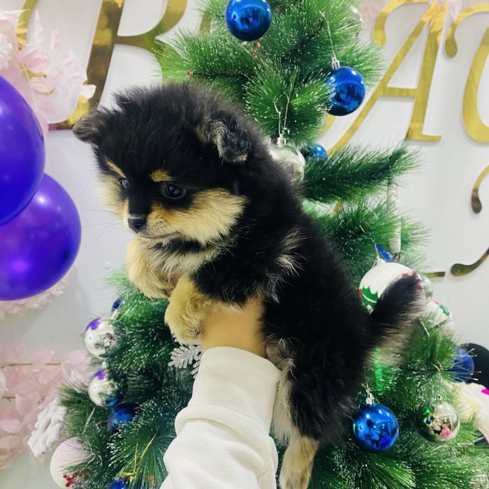 Померанский шпиц мини мишка