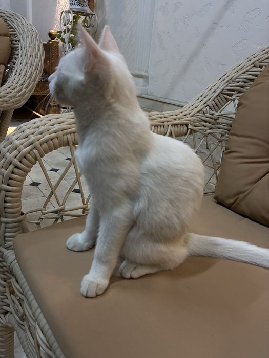 Кошка в добрые руки
