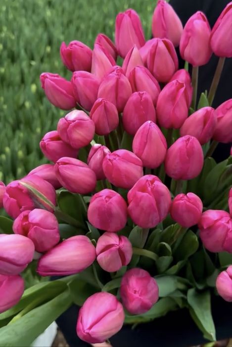 Тюльпаны на 8 марта