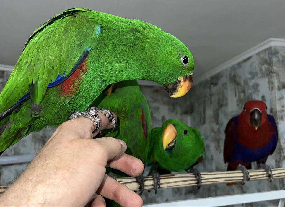 Продам крупного попугая Эклектус