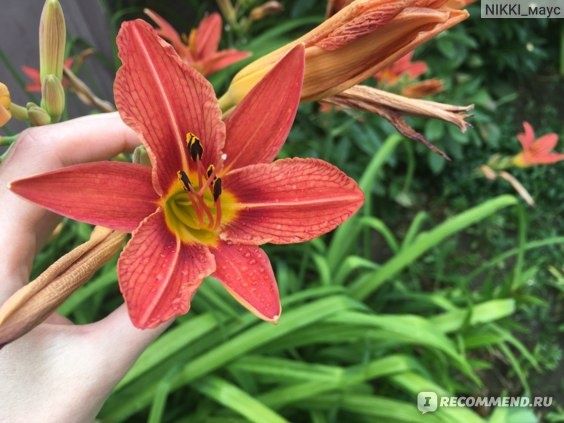 Многолетние цветы- лилейник