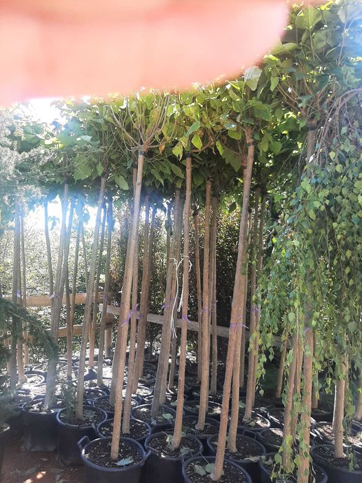 Vând mesteacăn, tei, platan, frasin, stejar