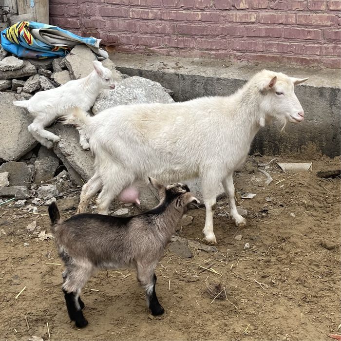 Заненский Ешкілер сатылады!