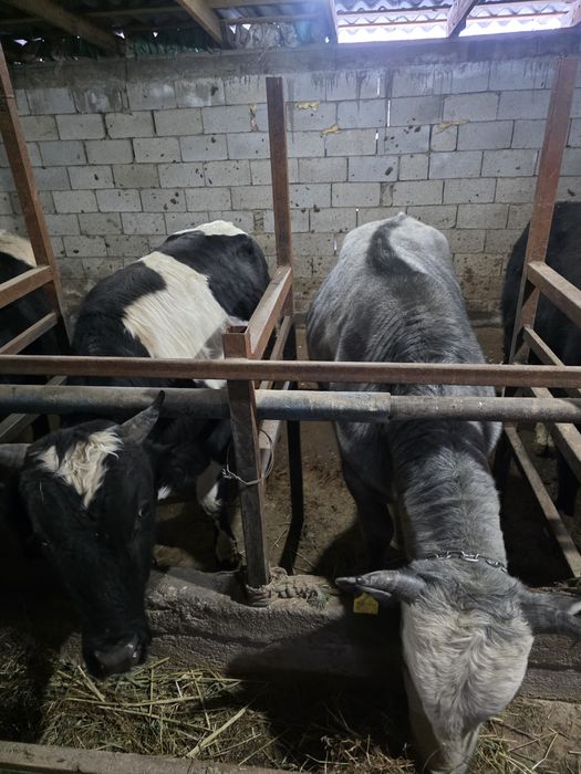 Бычки 15 голов  продам в круг