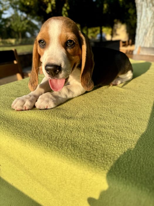 Pui Beagle cu pedigree disponibil