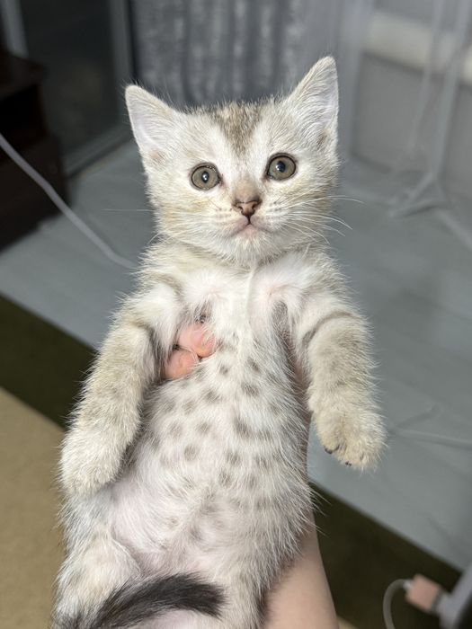 Милейшие котята