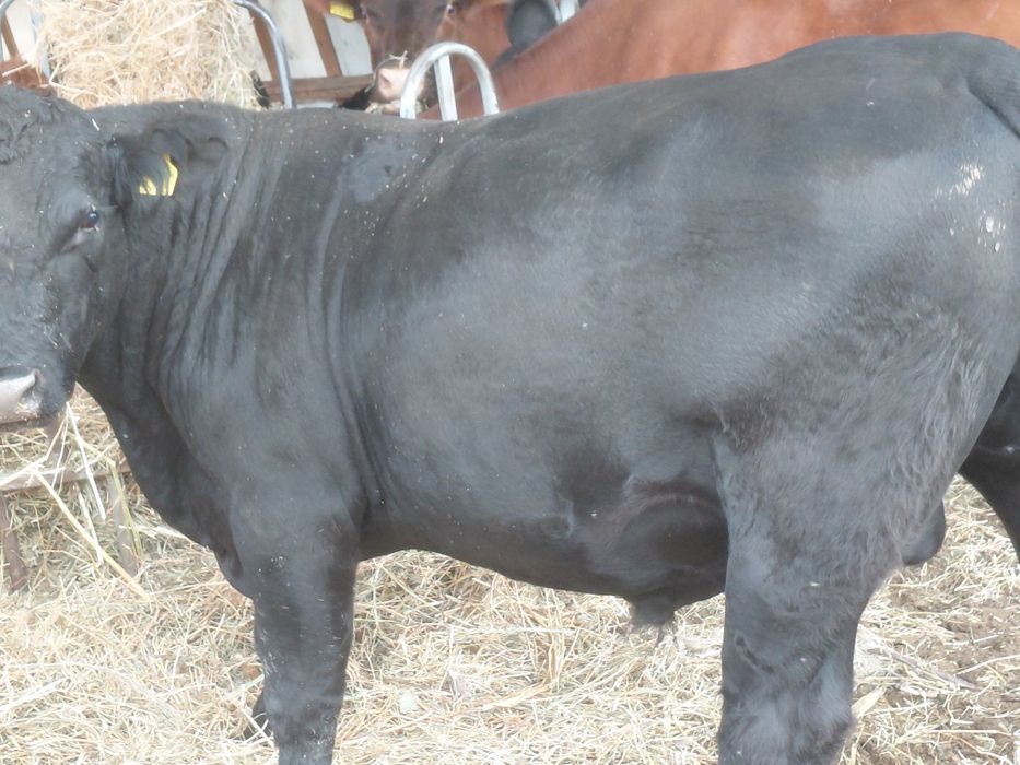 Tauri angus de vanzare