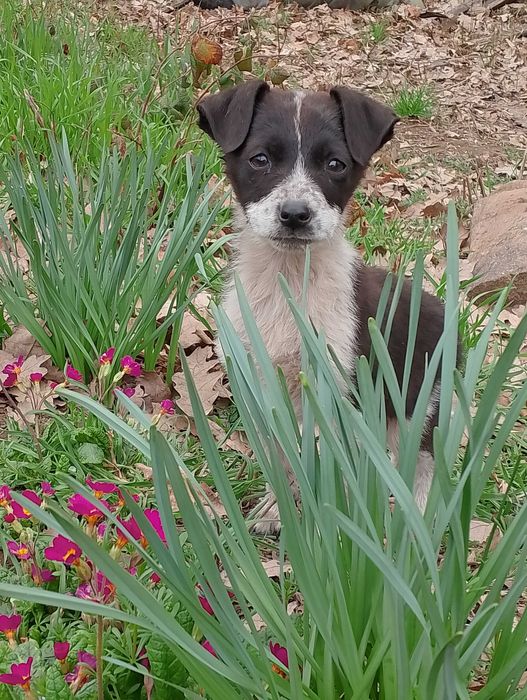 Подарявам кученца