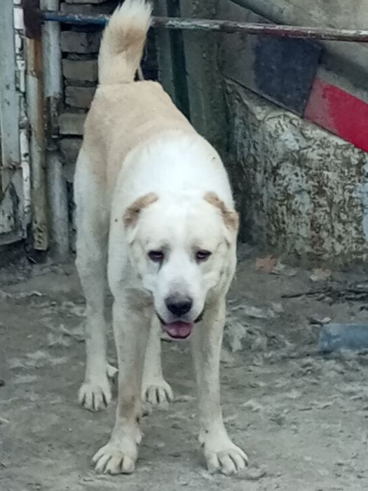 Алабай кавкавский