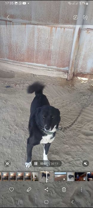 Лайка рел кабел 2.5гожа