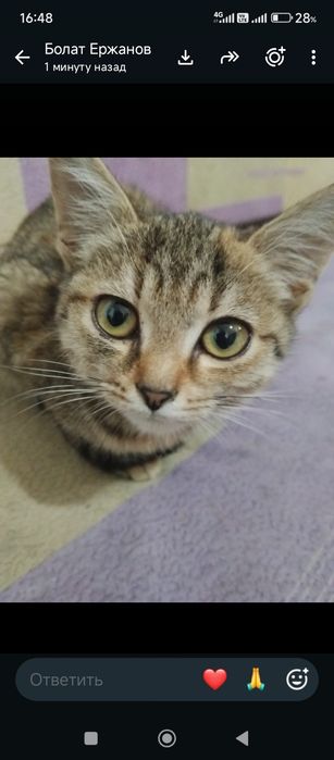 Котенок маленький