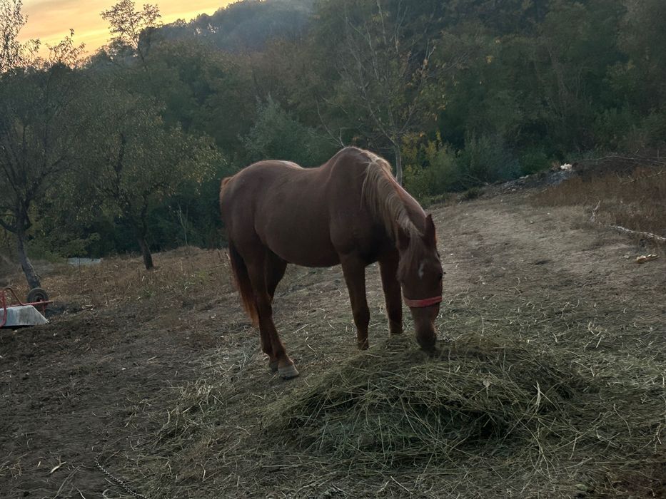 Animale domestice cai