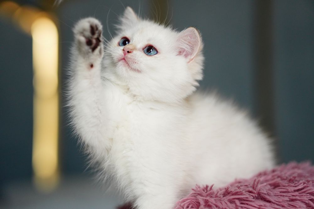 British Shorthair cu pedigree / femela