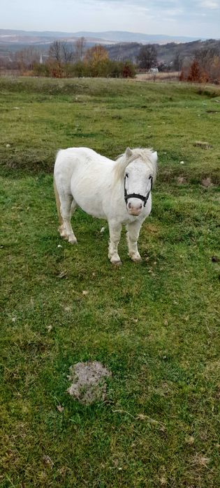 Poneii armăsar cu hamuri și căruță!