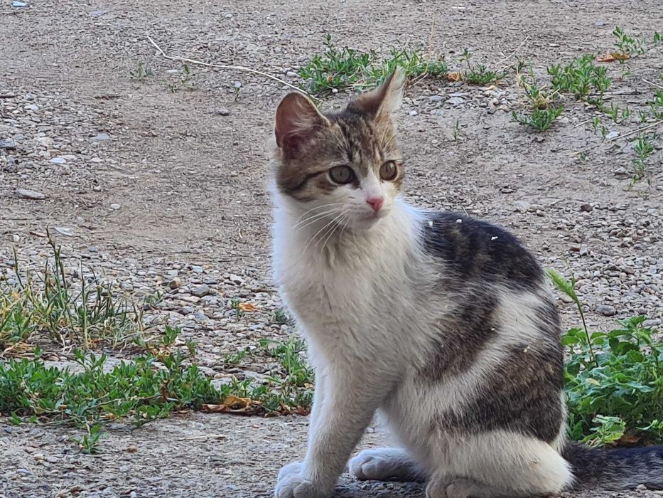 Pisica - adoptie