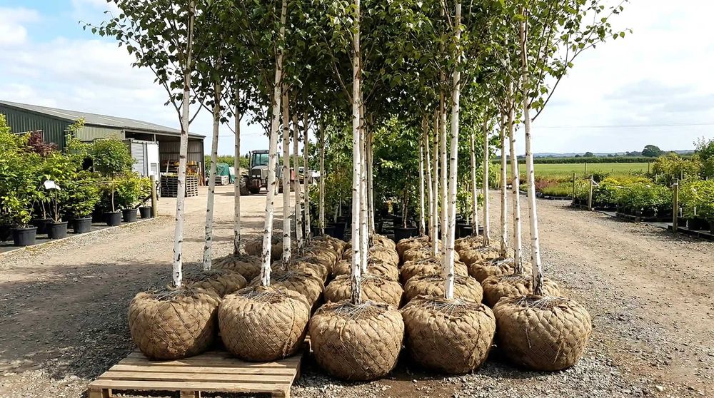 Tei, mesteacăn, platan, stejar și carpen – arbori 2–4,5 m | NordGarden