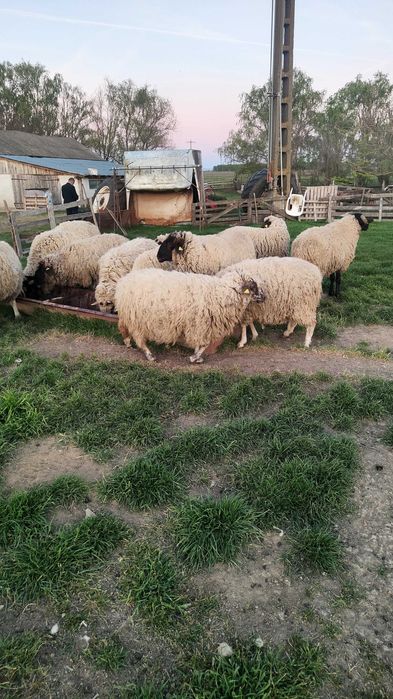 Vând oi pentru tăiat