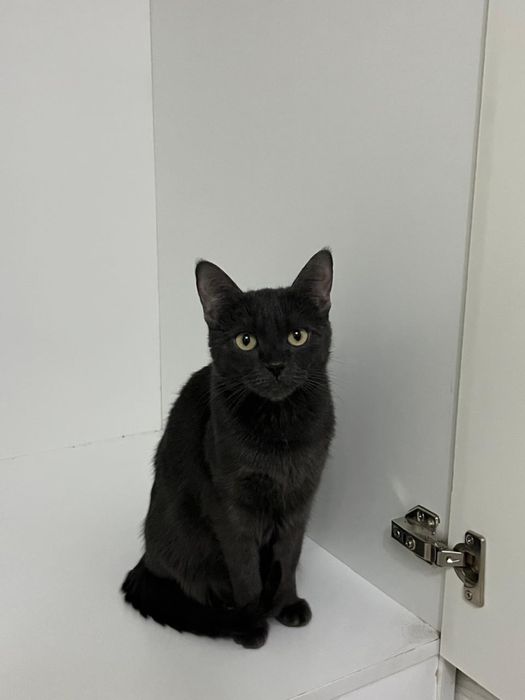 Отдам кошку в хорошие руки