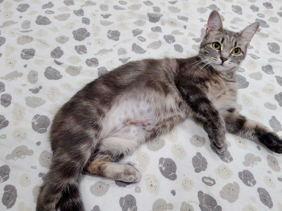 Кошечка в добрые руки
