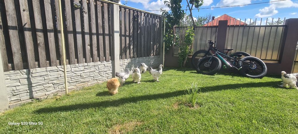 Pui găină rasa brahma