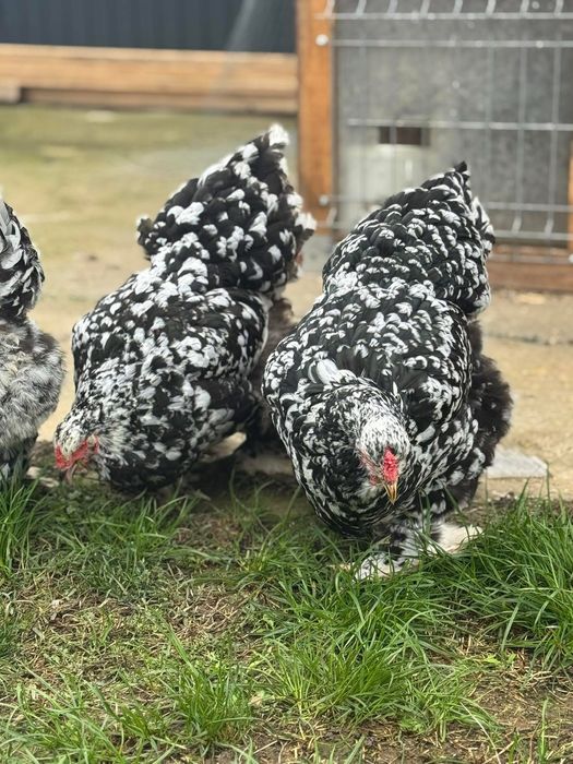 Brahma hd hda columbia bobat portelan