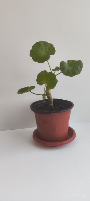 Продам укорененные ростки . Белой герани