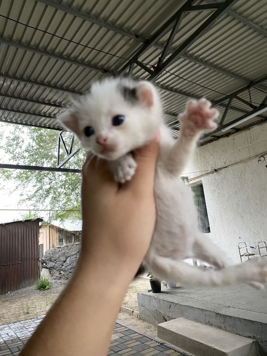 Отдам котёнка бесплатно в добрые руки