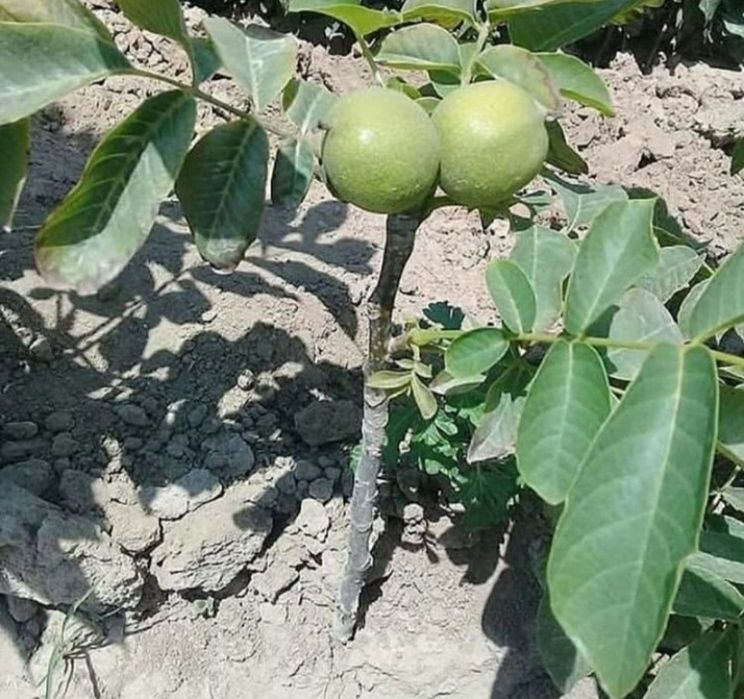 Karlek VA polekarlek yongoqlar 100%