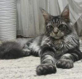 Резерв Полидакт котик Мейн Кун.