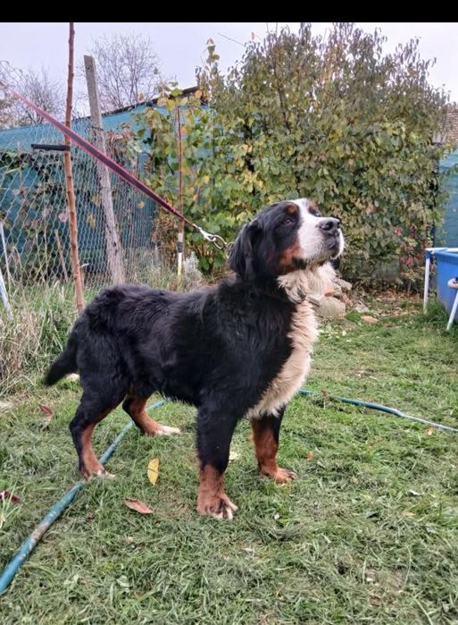 Donez femela Ciobănesc de Berna