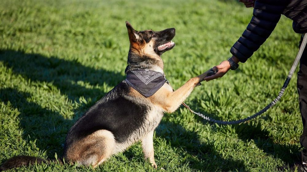 Воспитание собак