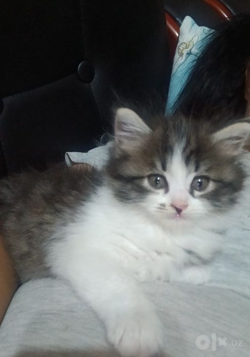Котённки вислоухий