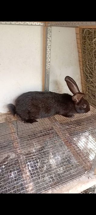 Продам кролих породы НПВ (Строкач)
