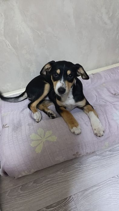 Отдам красавиц в добрые,любящие руки!