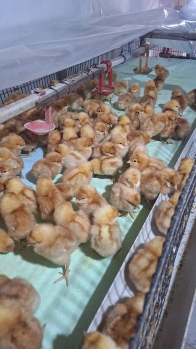 Хасики цыплята 3 дневные